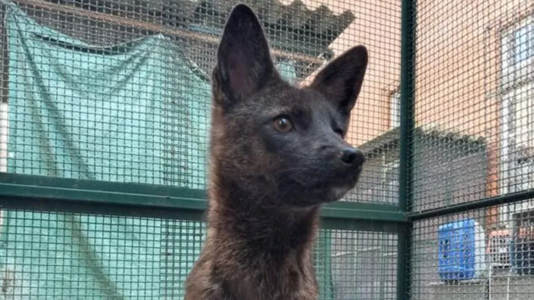 'Crise de identidade': é possível raposa e cachorro reproduzirem um animal híbrido?
