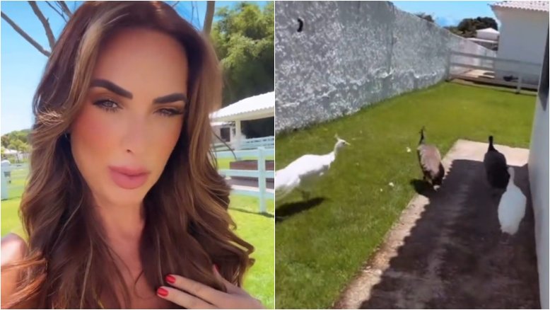 Nicole Bahls ganha pavões e dá nomes em homenagem a casal famoso: ‘Eles são tão fofos’