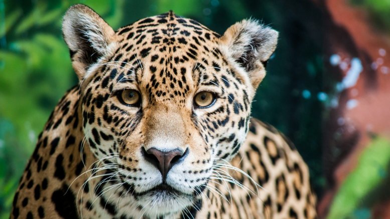 Onça pintada em Mato Grosso