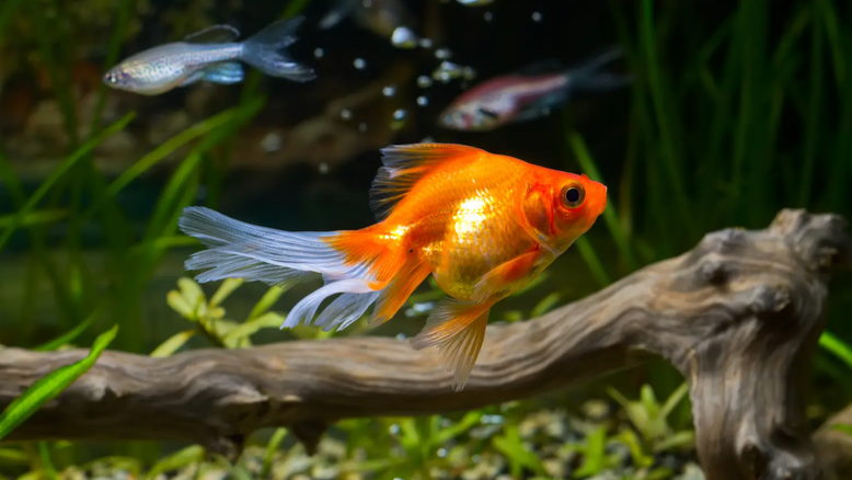 Proprietário tentar cobrar 'taxa de animal de estimação' de R$ 1300 por um peixinho dourado