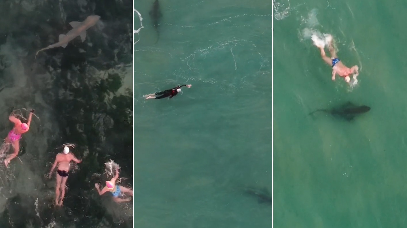 Vídeo: drone flagra momento em que banhistas nadam perto de tubarões em praia