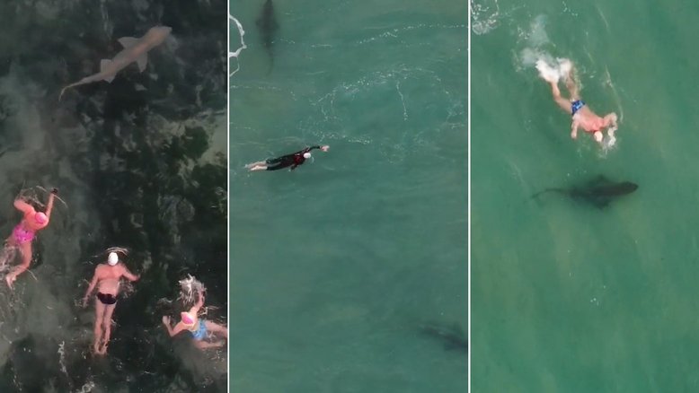 Vídeo: drone flagra momento em que banhistas nadam perto de tubarões em praia