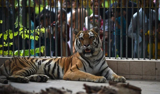 Zoo flagra sapato na boca de trigre e corpo em jaula é encontrado