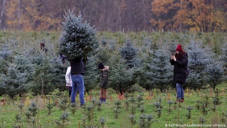 Árvores de Natal na Alemanha estão contaminadas por pesticidas