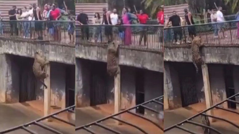 Vídeo: onça-pintada escala parede e surpreende visitantes de zoológico no DF