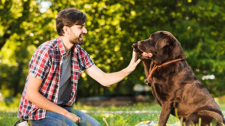 Medicamento anti-envelhecimento para cães está perto de obter aprovação de agência americana