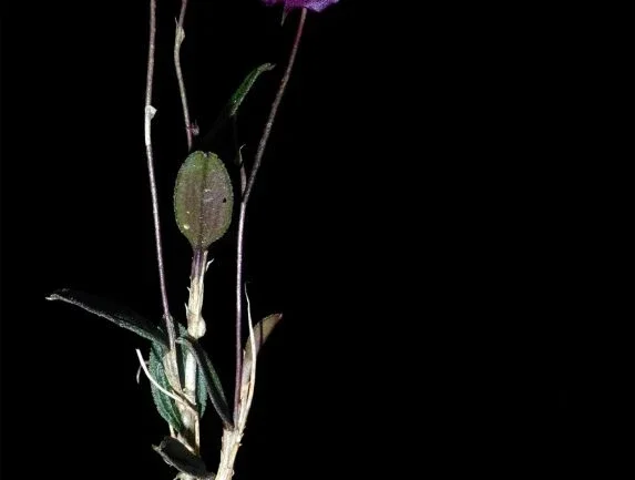 Nova espécie de orquídea é descoberta na Amazônia peruana