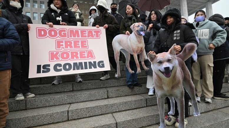 Comércio proibido: o que se sabe sobre produção e consumo de carne de cachorro na Coreia do Sul
