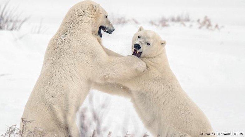Por que os animais estão ficando cada vez menores?
