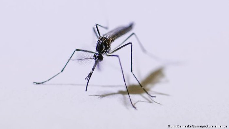 Vacinação contra a dengue no SUS: o que você precisa saber