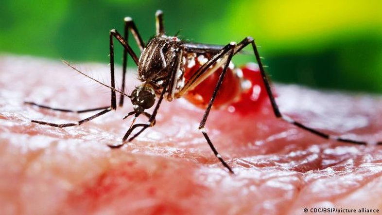 Como prevenir e combater a dengue?