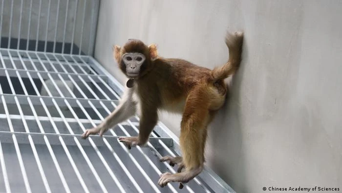 A polêmica clonagem de um macaco rhesus na China