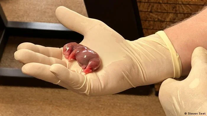 Primeira gravidez por FIV em rinocerontes pode salvar espécie em extinção