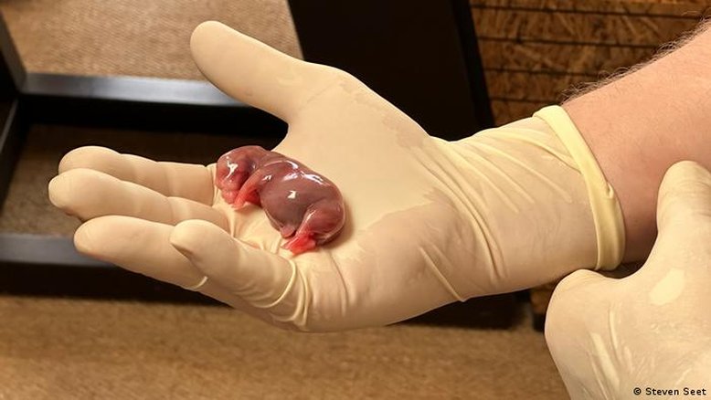 Primeira gravidez por FIV em rinocerontes pode salvar espécie em extinção