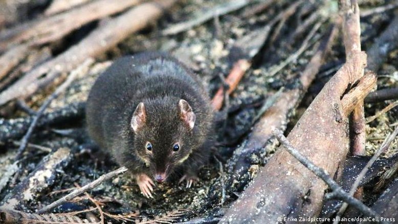 Antechinus: o marsupial australiano que chega a fazer 14h de sexo