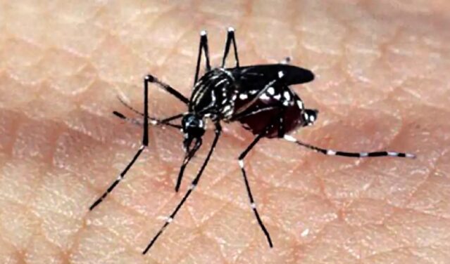 Dia D contra dengue convoca população para eliminar focos do mosquito