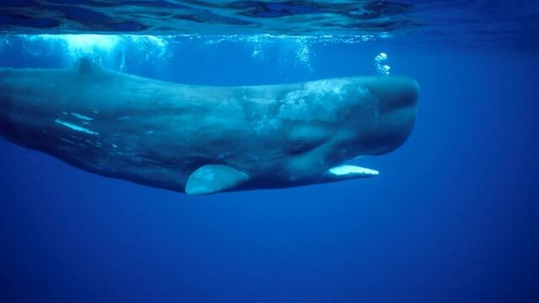 Como o vômito de baleia se tornou a chave para as fragrâncias mais luxuosas