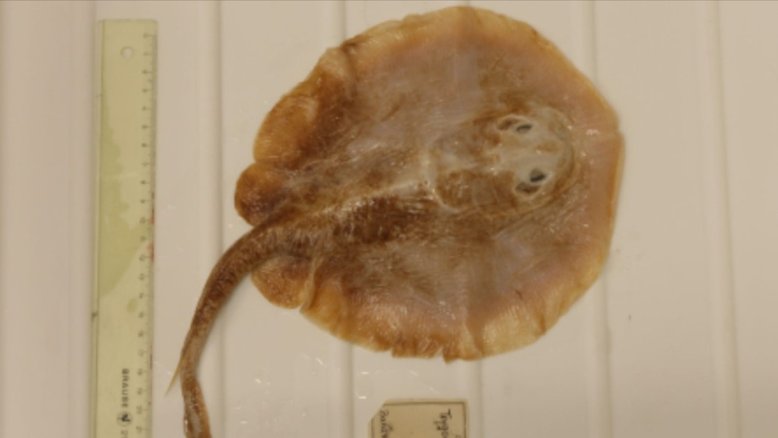 Edda Aßel/Museum für Naturkunde Berlin
