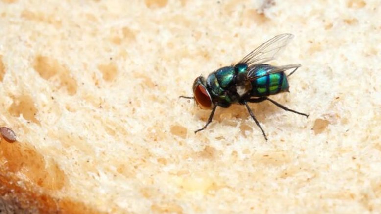 "Nojento": vídeo mostra o que acontece quando uma mosca pousa na sua comida