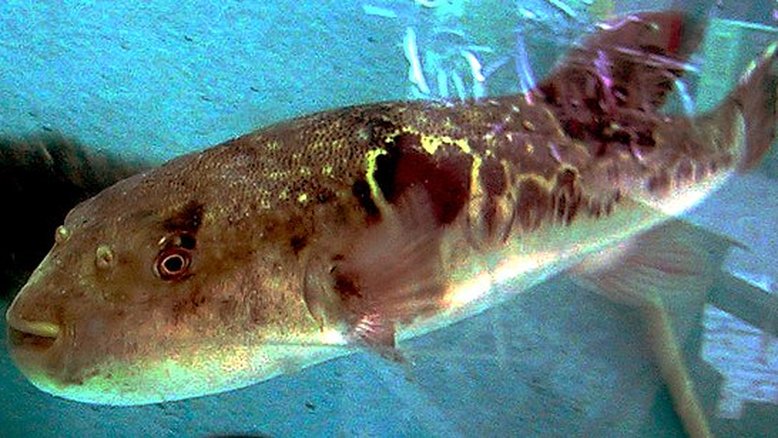 Espírito Santo investiga caso de morte por toxina de peixe baiacu; entenda os riscos