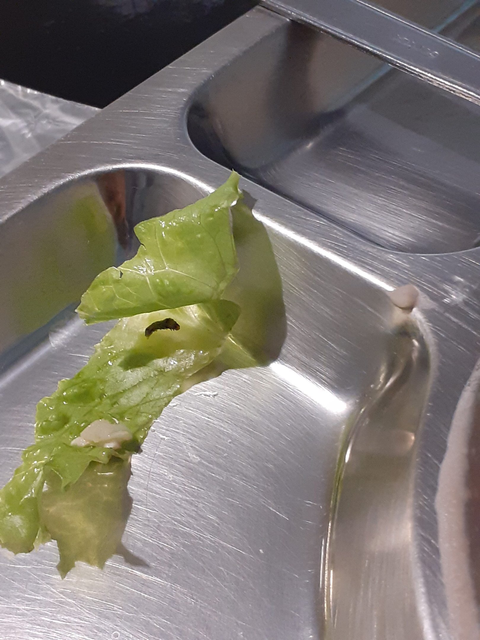 Condições precárias de infraestrutura motivam greve na Unifesp Diadema 4 Alunos encontraram larvas na salada oferecida pelo restaurante universitário