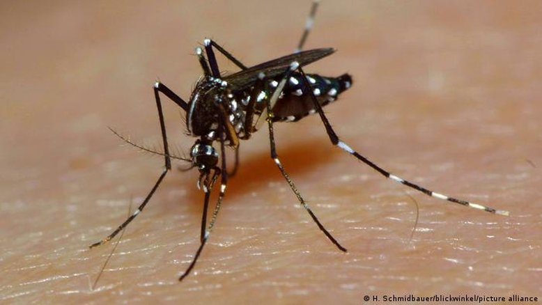 Brasil tem 75 mortes por dengue, e casos prováveis passam de meio milhão