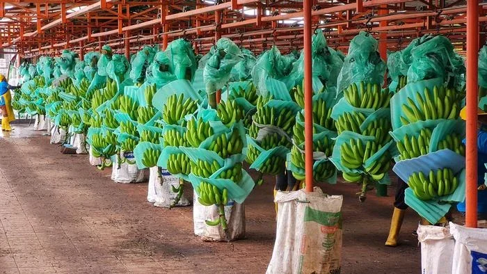 Diplomacia das bananas: o poder da Rússia na América Latina