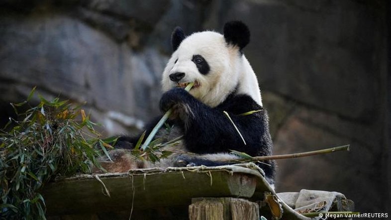 China reativará diplomacia do panda com os EUA