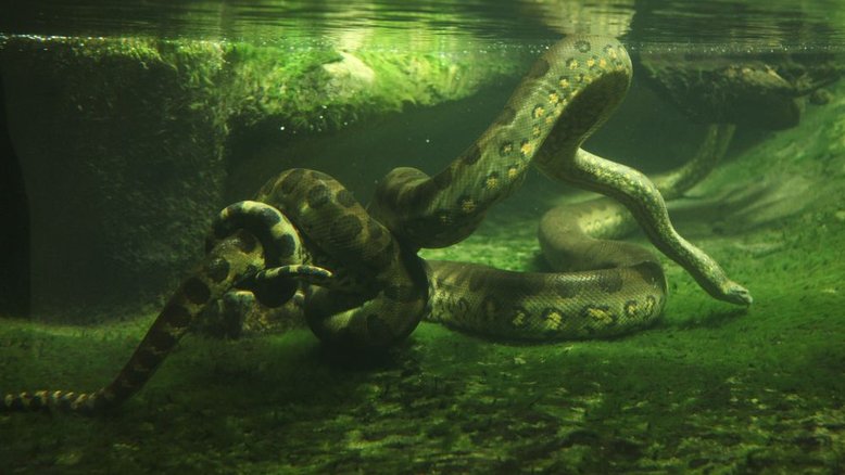 Com quase 8 metros e 200 kg, maior cobra do mundo é encontrada na floresta amazônica