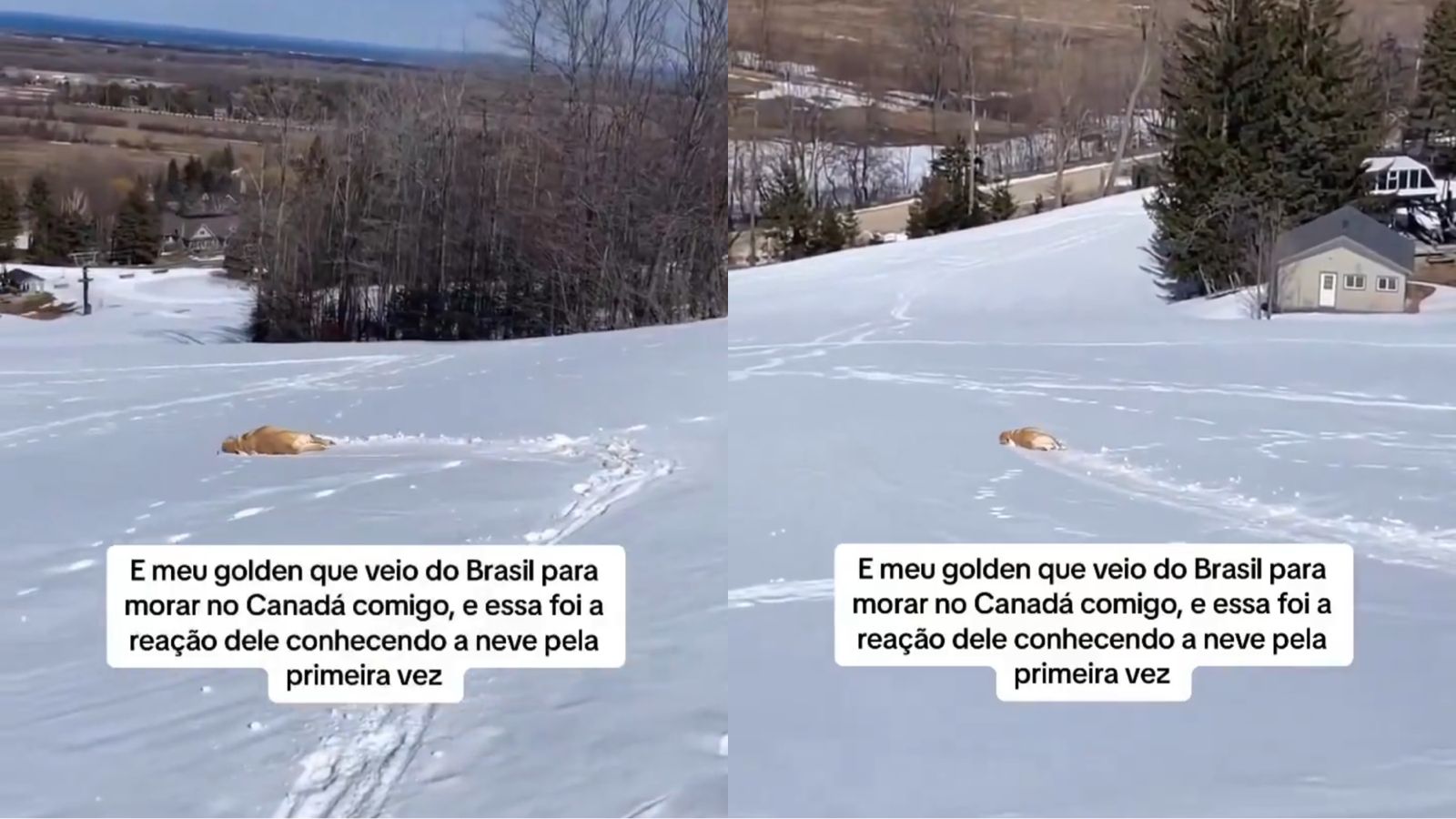 Reação de cachorro conhecendo a neve pela primeira vez viraliza nas redes sociais