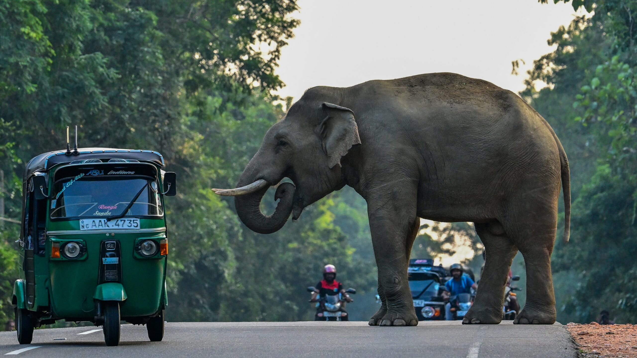 Índia recorre à instalação de câmera e imagens de redes sociais para tentar conter ataques de elefantes