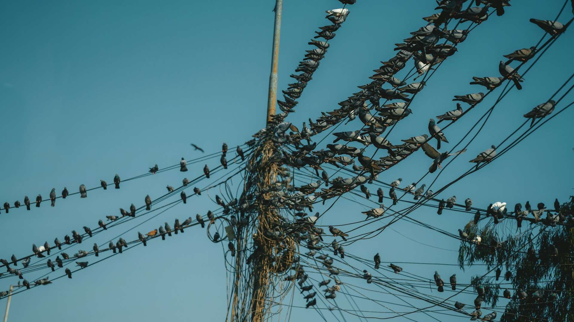 Pássaros em fios de eletricidade