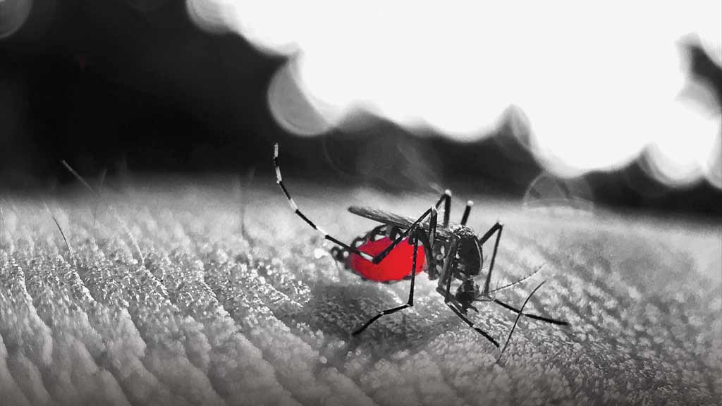 Dengue: a crise assustadora, que o Instituto Butantan pretende debelar