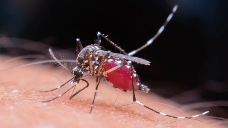 Brasil passa de 4 milhões de casos de dengue; mortes chegam a 1.937