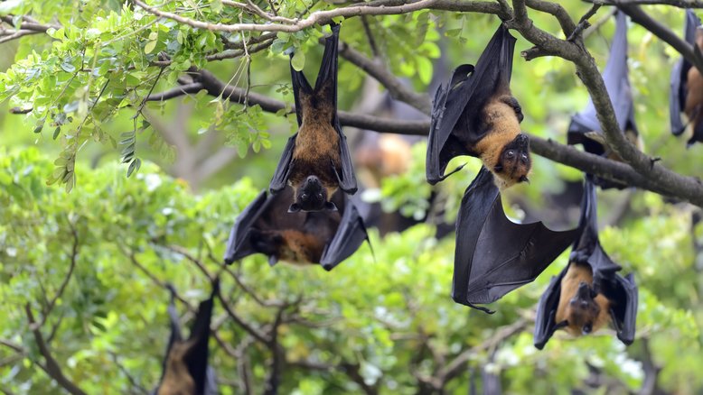 muitos especialistas acreditam que o vírus que causou a pandemia de Covid-19 surgiu dos morcegos