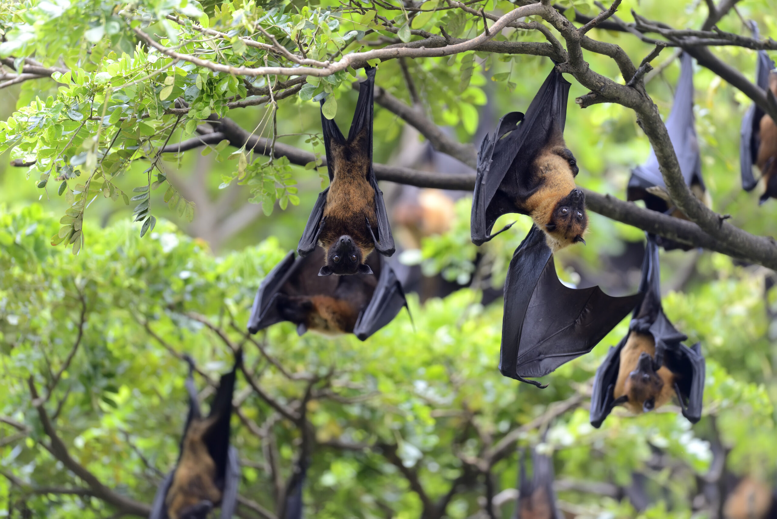 muitos especialistas acreditam que o vírus que causou a pandemia de Covid-19 surgiu dos morcegos