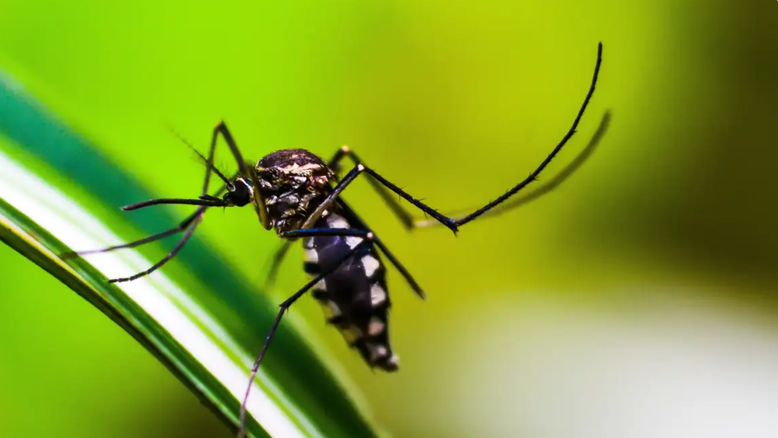 Mosquito da dengue