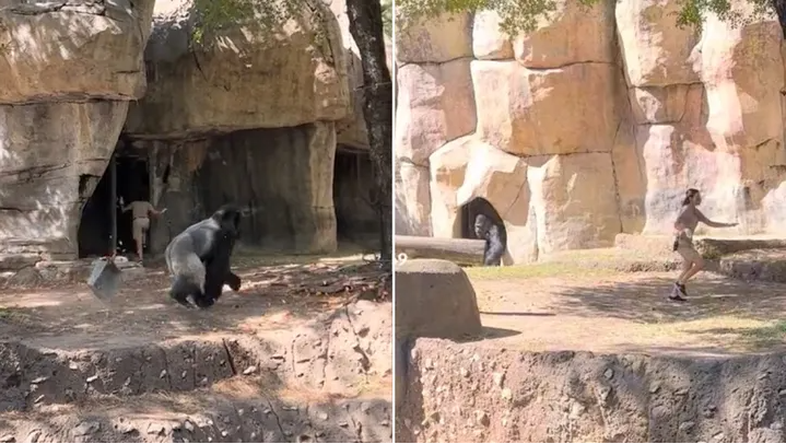 Video: Zoo keepers try to escape from a gorilla that was released in the zoo