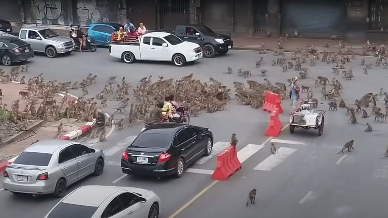 Gangues rivais de macacos entram em guerra na cidade tailandesa de Lopburi