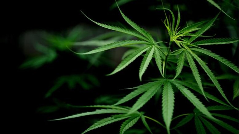 STF retoma julgamento sobre posse de maconha para consumo pessoal