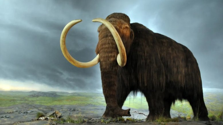 Empresa de biotecnologia revela avanço que pode levar ao renascimento do extinto mamute lanoso
