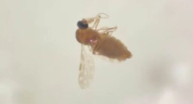 Entenda o que é febre oropouche, sintomas são parecidos com os da dengue e chikungunya