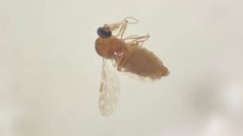 Entenda o que é febre oropouche, sintomas são parecidos com os da dengue e chikungunya
