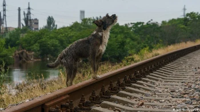 Como lidar com o problema dos cachorros de rua