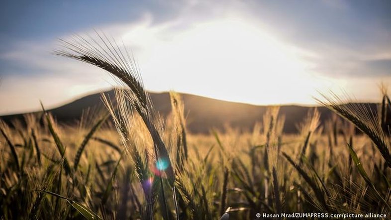 Mitos e fatos sobre nutrição: o glúten faz mal?