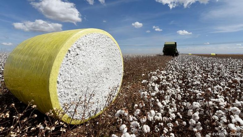 Investigação liga crimes no Cerrado a gigantes da moda na Europa