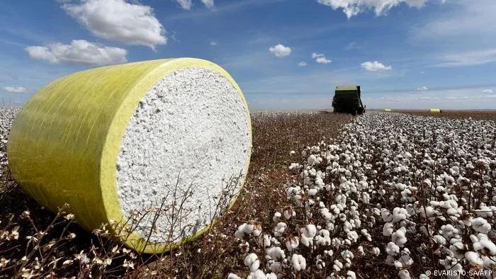 Estudo liga crimes no Cerrado a gigantes da moda na Europa