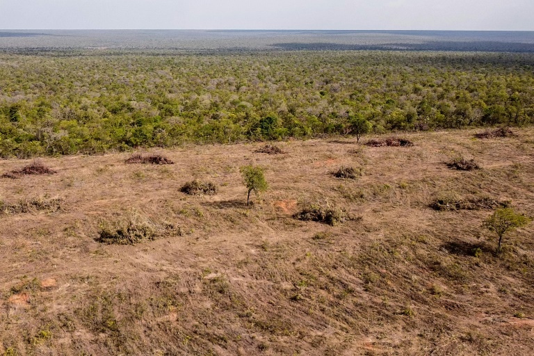 Desmatamento no Cerrado cai 25% em um ano; Amazônia tem queda de 30%