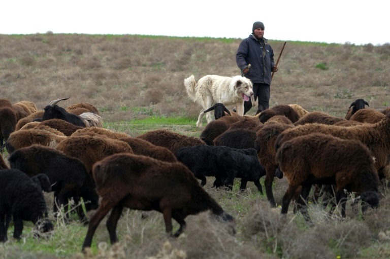 Ovelhas gigantes ajudam Tadjiquistão a lutar contra a mudança climática