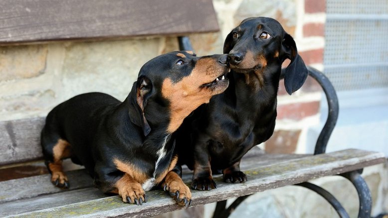 Cães da raça dachshund